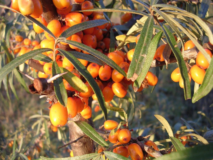 Benefits of Sea Buckthorn Berry Oil For Skin